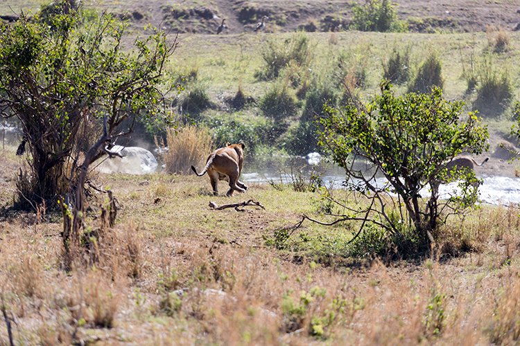 TZA MAR SerengetiNP 2016DEC24 LemalaEwanjan 081